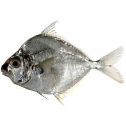 Silver Belly Dry Fish/ Karapodi Karuvadu-BUY 1Kg,100gm Absolutely FREEEE