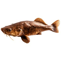 Dried Cat Fish/ Keluththi Meen Karuvadu-BUY 1Kg,100gm Absolutely FREEEE