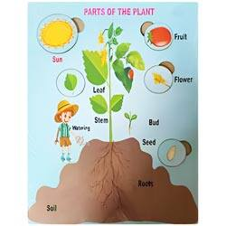 Wooden Parts of Plants Montessori Board